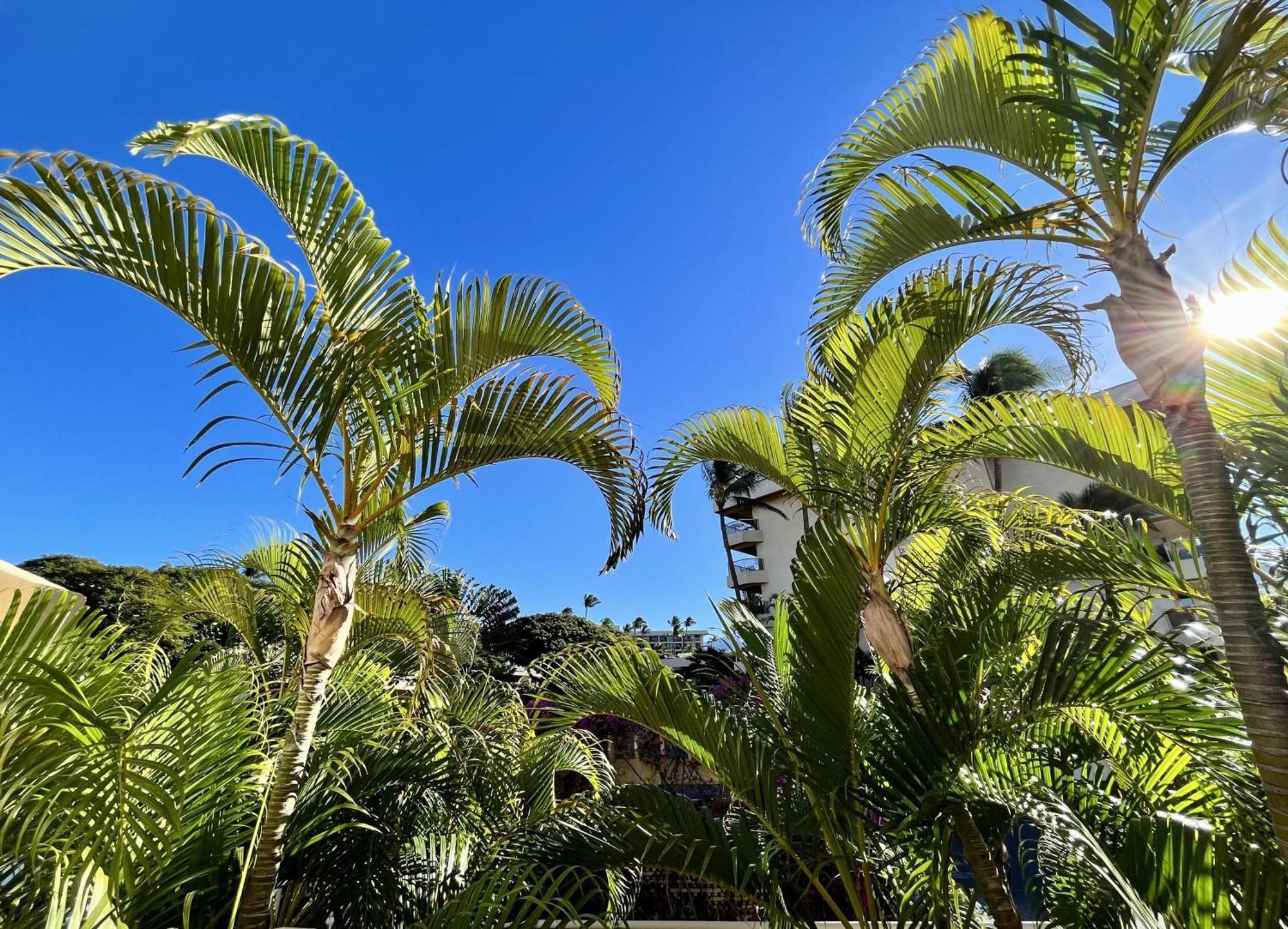 维雷亚Maui Banyan别墅 客房 照片